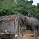 India Elephant Evictors